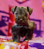 Mouse , a female Miniature Schnauzer for sale in Blum, TX – Photo 2 of 7