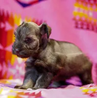 Mouse , a female Miniature Schnauzer for sale in Blum, TX – Photo 7 of 7