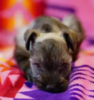 Mouse , a female Miniature Schnauzer for sale in Blum, TX – Photo 4 of 7
