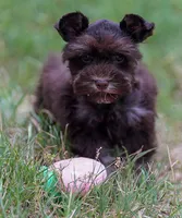 Toy/Tootsie roll, a female Miniature Schnauzer for sale in Blum, TX – 7 of 9