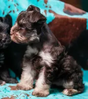 King, a male Miniature Schnauzer for sale in Blum, TX – 6 of 6