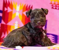 Coco, a female Miniature Schnauzer for sale in Blum, TX – Photo 2 of 6