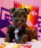 Coco, a female Miniature Schnauzer for sale in Blum, TX – Photo 1 of 6