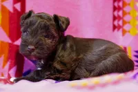Coco, a female Miniature Schnauzer for sale in Blum, TX – Photo 5 of 6