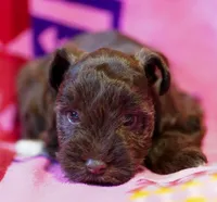 Coco, a female Miniature Schnauzer for sale in Blum, TX – Photo 6 of 6