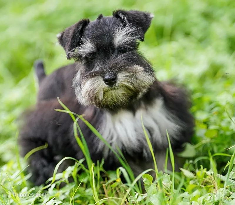 Romeo – Miniature Schnauzer puppy for sale in Blum, TX