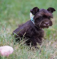 Toy/Tootsie roll, a female Miniature Schnauzer for sale in Blum, TX – 8 of 9