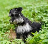 Romeo, a male Miniature Schnauzer for sale in Blum, TX – 4 of 10