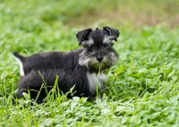 Romeo, a male Miniature Schnauzer for sale in Blum, TX – 2 of 10