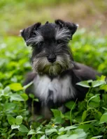 Romeo, a male Miniature Schnauzer for sale in Blum, TX – 6 of 10
