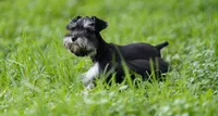 Romeo, a male Miniature Schnauzer for sale in Blum, TX – 7 of 10