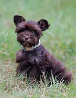 Toy/Tootsie roll, a female Miniature Schnauzer for sale in Blum, TX – 3 of 9
