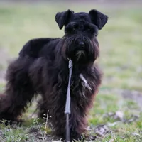 Gadget , a female Miniature Schnauzer for sale in Blum, TX – Photo 1 of 6