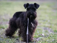 Gadget , a female Miniature Schnauzer for sale in Blum, TX – Photo 1 of 6