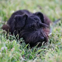 Gadget , a female Miniature Schnauzer for sale in Blum, TX – Photo 2 of 6