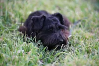 Gadget , a female Miniature Schnauzer for sale in Blum, TX – Photo 2 of 6