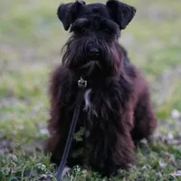 Gadget , a female Miniature Schnauzer for sale in Blum, TX – Photo 4 of 6