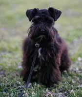 Gadget , a female Miniature Schnauzer for sale in Blum, TX – Photo 4 of 6