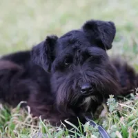 Gadget , a female Miniature Schnauzer for sale in Blum, TX – Photo 6 of 6