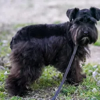 Gadget , a female Miniature Schnauzer for sale in Blum, TX – Photo 5 of 6