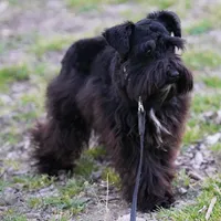 Gadget , a female Miniature Schnauzer for sale in Blum, TX – Photo 3 of 6