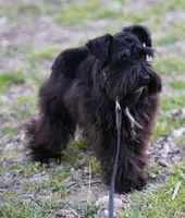 Gadget , a female Miniature Schnauzer for sale in Blum, TX – Photo 3 of 6