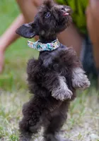 Toy/Tootsie roll, a female Miniature Schnauzer for sale in Blum, TX – 6 of 9