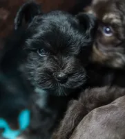 Duke, a male Miniature Schnauzer for sale in Blum, TX – 2 of 5