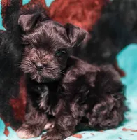 Duke, a male Miniature Schnauzer for sale in Blum, TX – 4 of 5