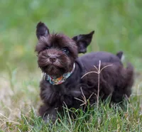 Toy/Tootsie roll, a female Miniature Schnauzer for sale in Blum, TX – 2 of 9