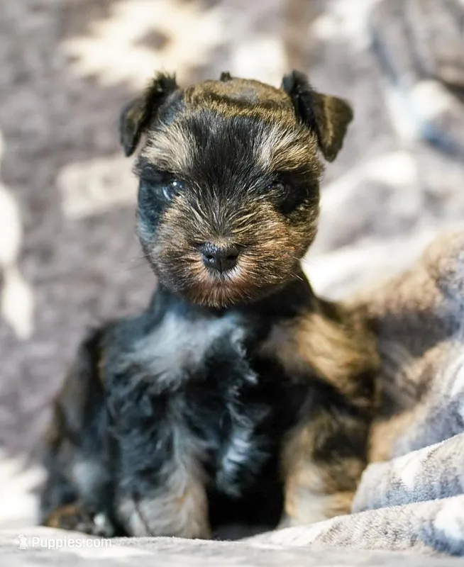 Romeo – Miniature Schnauzer puppy for sale in Blum, TX