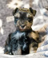 Romeo, a male Miniature Schnauzer for sale in Blum, TX – Photo 1 of 6