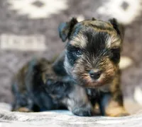 Romeo, a male Miniature Schnauzer for sale in Blum, TX – Photo 6 of 6