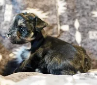 Romeo, a male Miniature Schnauzer for sale in Blum, TX – Photo 3 of 6