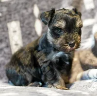 Romeo, a male Miniature Schnauzer for sale in Blum, TX – Photo 4 of 6