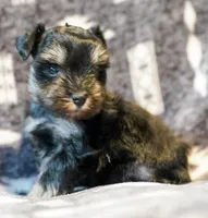 Romeo, a male Miniature Schnauzer for sale in Blum, TX – Photo 5 of 6