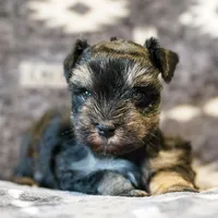 Romeo, a male Miniature Schnauzer for sale in Blum, TX – Photo 2 of 6