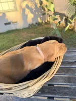 Barbie , a  Golden Retriever for sale in North Hollywood, CA – 3 of 5