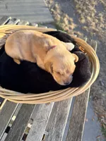 Goose , a  Golden Retriever for sale in North Hollywood, CA – 3 of 3