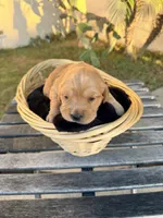 Barbie , a  Golden Retriever for sale in North Hollywood, CA – 2 of 5