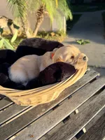 Cowboy, a male Golden Retriever for sale in North Hollywood, CA – 2 of 4