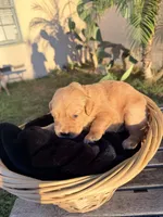 Houdini , a  Golden Retriever for sale in North Hollywood, CA – 3 of 4