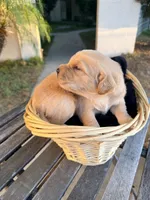 Auggie-Doggy , a male Golden Retriever for sale in North Hollywood, CA – 4 of 4