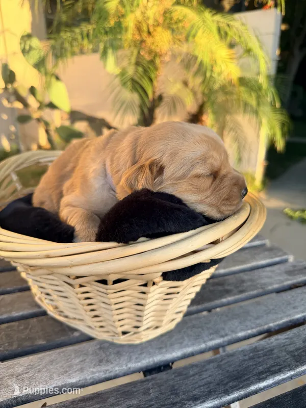 Barbie  – Golden Retriever puppy for sale in North Hollywood, CA