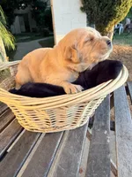 Auggie-Doggy , a male Golden Retriever for sale in North Hollywood, CA – 2 of 4