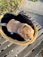 Cowboy, a male Golden Retriever for sale in North Hollywood, CA – 3 of 4