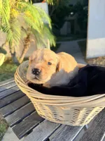 Ranch , a  Golden Retriever for sale in North Hollywood, CA – 2 of 5