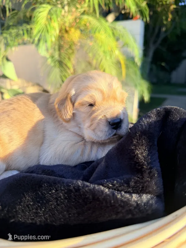 Ranch  – Golden Retriever puppy for sale in North Hollywood, CA