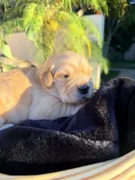 Ranch , a  Golden Retriever for sale in North Hollywood, CA – 1 of 5