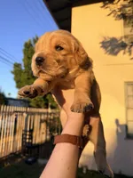 Auggie-Doggy , a male Golden Retriever for sale in North Hollywood, CA – 1 of 4